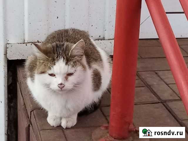 Кошка Нефтекамск - изображение 1