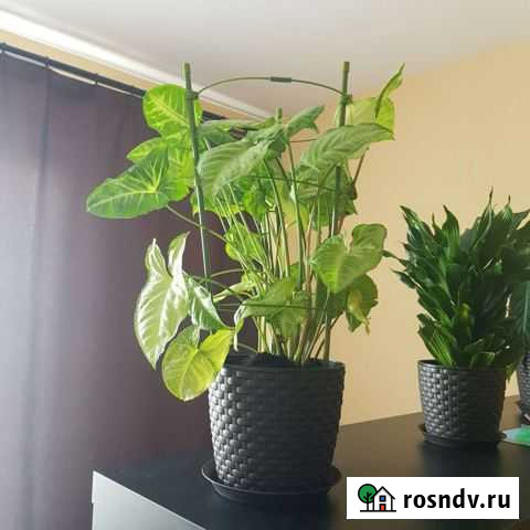 Сингониум (вместе с горшком и шпалером) Екатеринбург - изображение 1