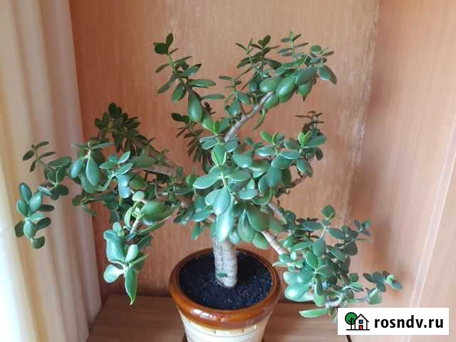 Толстянка(денежное дерево) Ростов-на-Дону - изображение 1