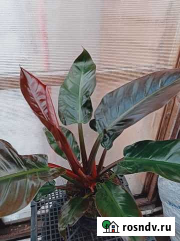 Филодендрон Империал Ред Ульяновск - изображение 1