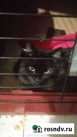 Кошечка молодая Белгород - изображение 1