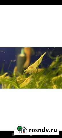 Аквариумные креветки Коломна - изображение 1