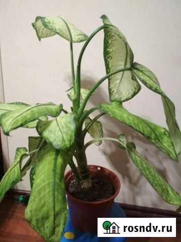 Диффенбахия Краснодар - изображение 1