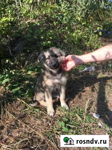 Щенки ищут дом Серпухов - изображение 1