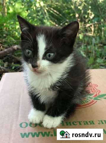 Котята в добрые руки Гагарин - изображение 1