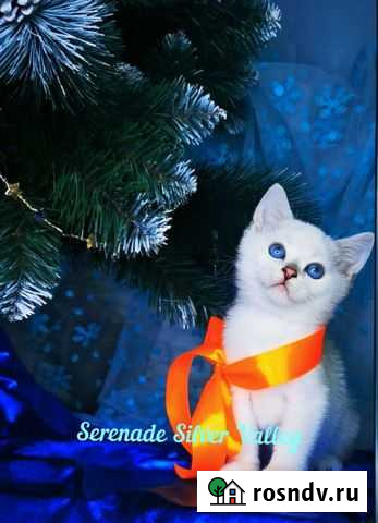 Синеглазые котенок Тигренок Самара - изображение 1