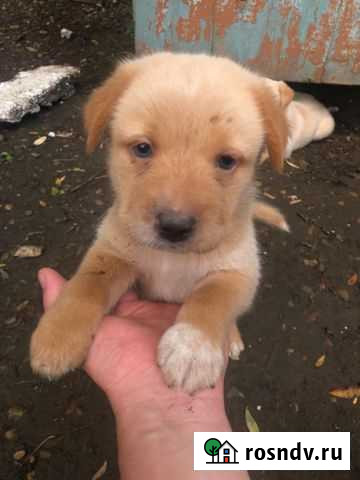 Отдам в добрые руки Белореченск - изображение 1