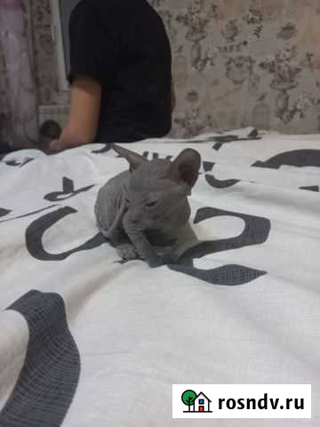 Донской сфинкс котята Екатеринбург - изображение 1