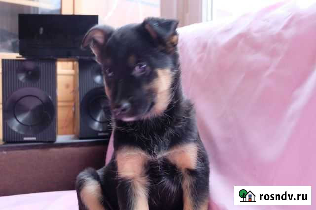 Къяра ищет дом Мытищи - изображение 1