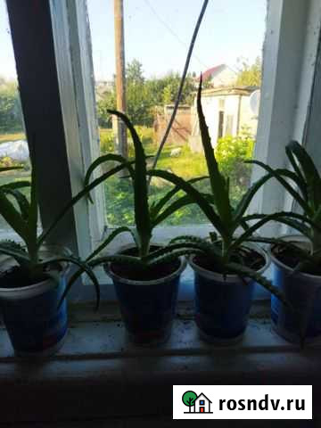 Алоэ Россошь - изображение 1