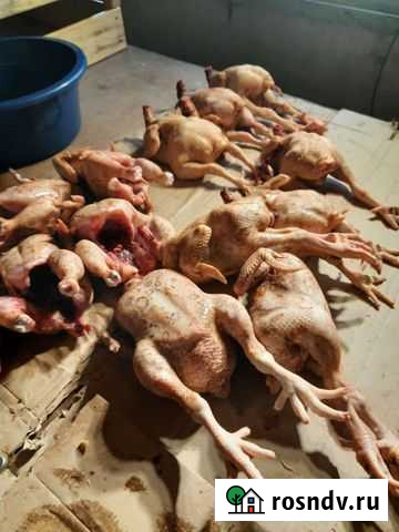 Куры бройлеры живым весом Измалково - изображение 1