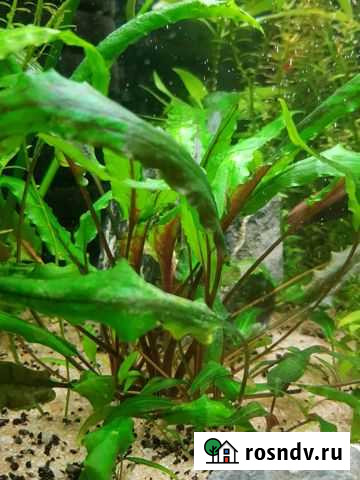 Аквариумные растения. Прополка Чехов - изображение 1