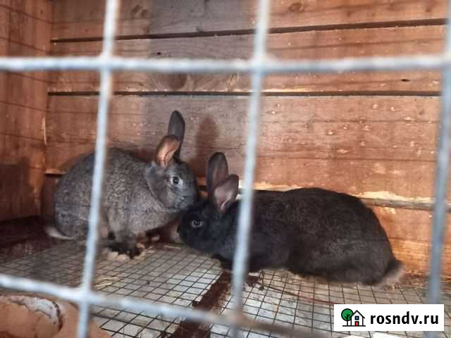 Кролики Сызрань - изображение 1