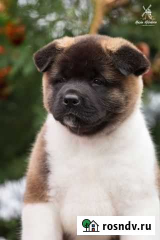 Щенки американской акиты Санкт-Петербург - изображение 1