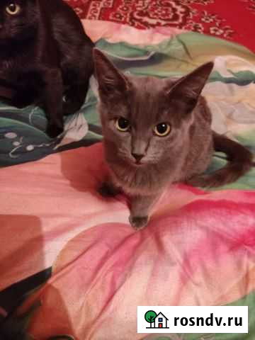 Котята в добрые руки Кевсала - изображение 1