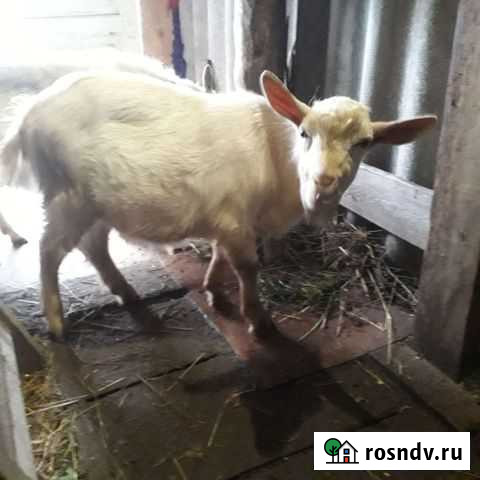 Козлик зааненский 7 месяцев.Цена договорная Лихославль - изображение 1