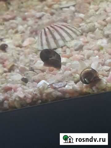 Аквариумные улитки Катушки Улан-Удэ - изображение 1