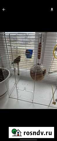 Амадины с клеткой Лесной Городок - изображение 1