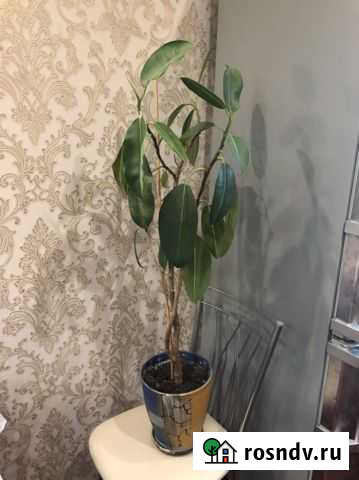 Фикус Екатеринбург - изображение 1