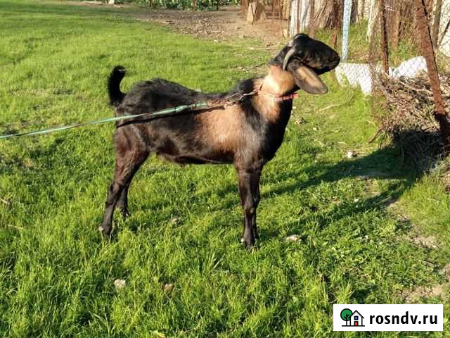 Нубийские козы Вышестеблиевская - изображение 1