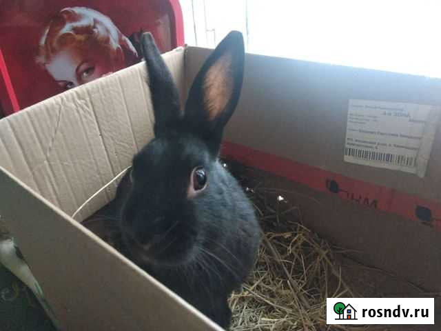 Декоративный кролик для случки (цветной карлик) Ростов-на-Дону - изображение 1