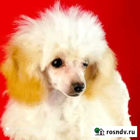 Той пудель щенки Пермь - изображение 1