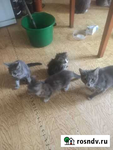 Кошки в добрые руки бесплатно Раменское - изображение 1