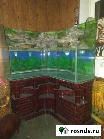 Аквариум Сочи - изображение 1