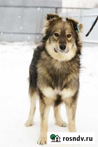 Лохмач Тюмень - изображение 1