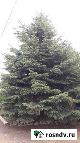 Ель (голубая, колючая) Воронеж - изображение 1