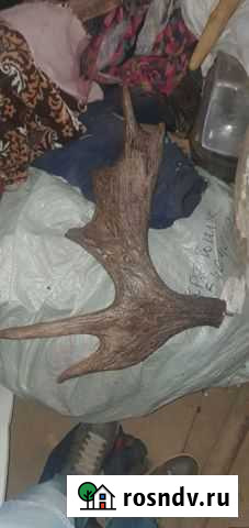 Рога лося Йошкар-Ола - изображение 1
