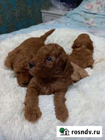 Щенки той пуделя Грязи - изображение 1