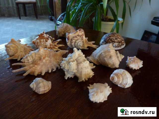 Ракушки, натуральные Батайск - изображение 1