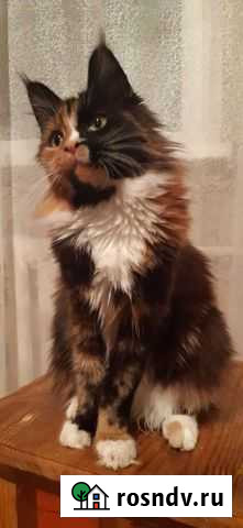 Мейн кун Белгород - изображение 1