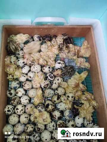 Перепела суточные Ханская - изображение 1