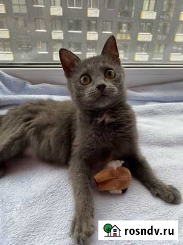 Котенок в добрые руки Коммунарка - изображение 1