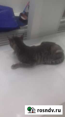 Спасенному с улицы коту с переломом нужна помощь Саратов - изображение 1