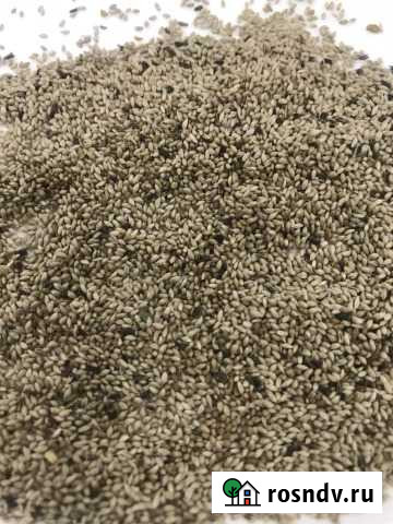 Тимофеевка. Семена тимофеевки Вятские Поляны - изображение 1
