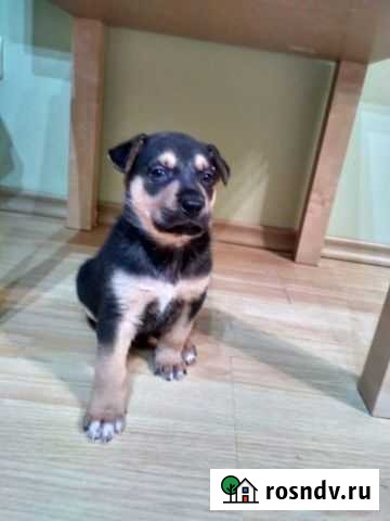 Щенок в добрые руки бесплатно Самара - изображение 1