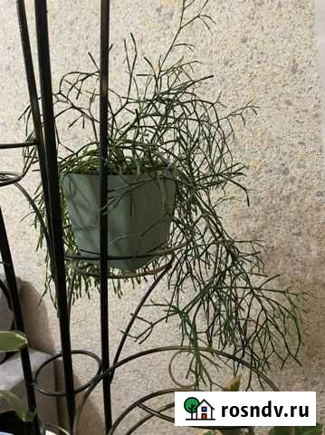 Хатиора солеросовая Елабуга - изображение 1