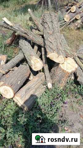 Стволы акации Грушевская - изображение 1