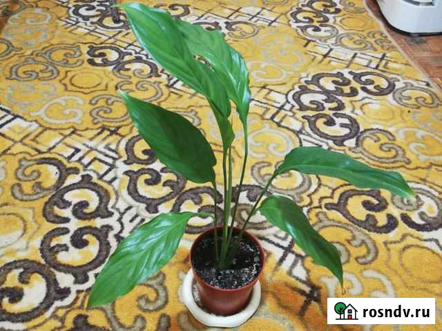 Спатифиллум Домодедово - изображение 1