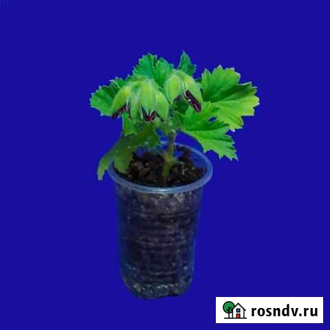 Пеларгония герань королевская black beauty Набережные Челны - изображение 1