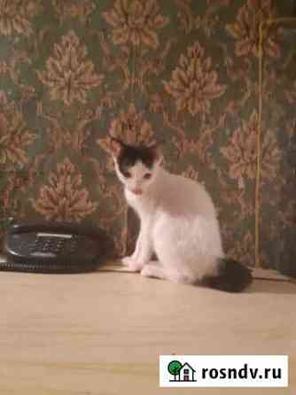 Коты, кошки, котики и кошечки Таганрог