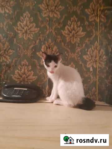 Коты, кошки, котики и кошечки Таганрог - изображение 1