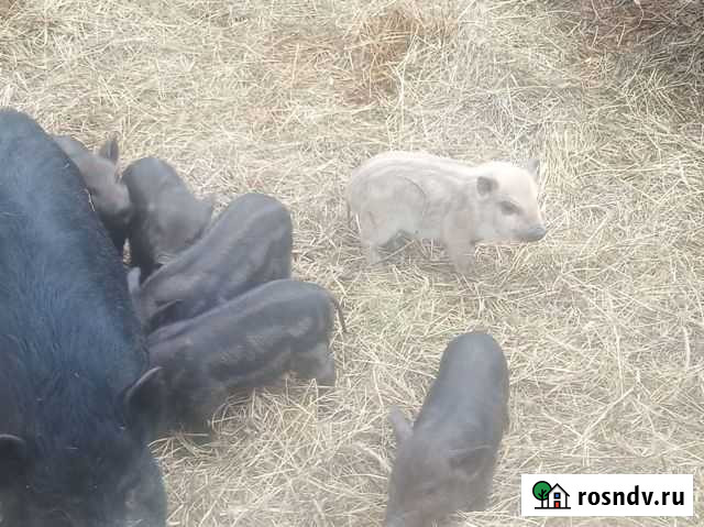 Поросята кармалы Кострома - изображение 1