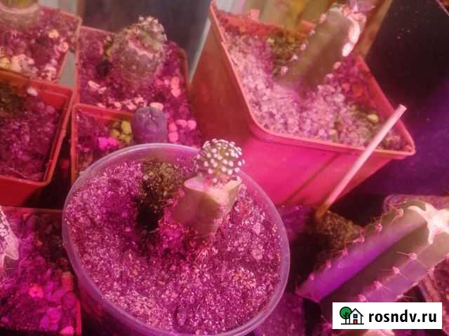 Кактус маммилярия лютии.Mammillaria luethyi Воронеж - изображение 1