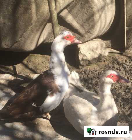 Индоутки (Мускусная Утка ) Сочи - изображение 1