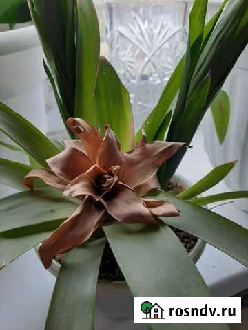 Гузмания Высокая Гора - изображение 1