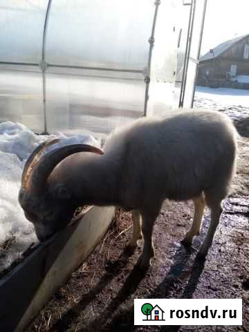 Козел ламанча Юрга - изображение 1